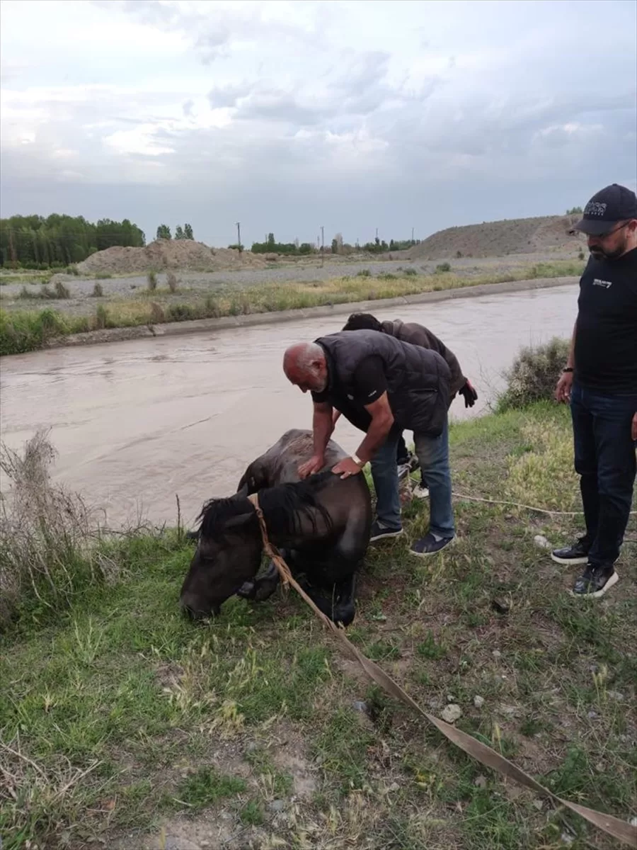 Iğdır'da sulama barajına düşen atı AFAD kurtardı