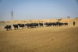 BAĞDAT (AA) – HAYDAR KARAALP – Irak'ın başkenti Bağdat'ın doğusunda