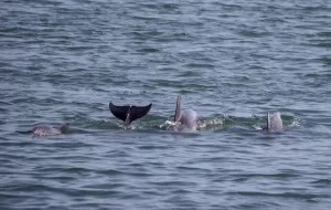 İSTANBUL (AA) – İstanbul Büyükşehir Belediyesi Park, Bahçe ve Yeşil