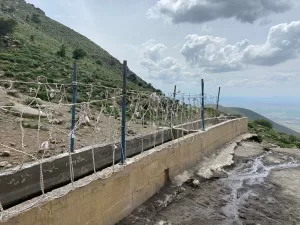 KARAMAN (AA) – Karaman'da, yılkı atlarını yakalamak için tuzak kurdukları