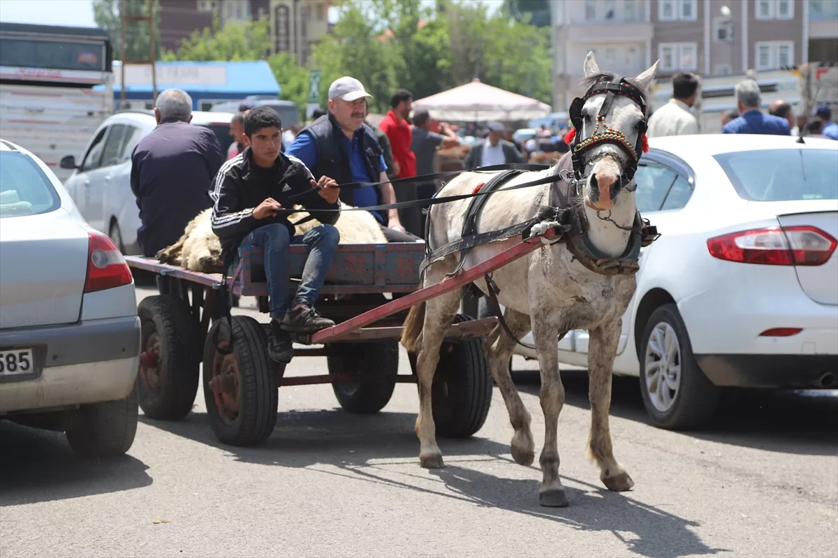 Kars'ta kurbanlıklar at arabalarıyla taşınıyor