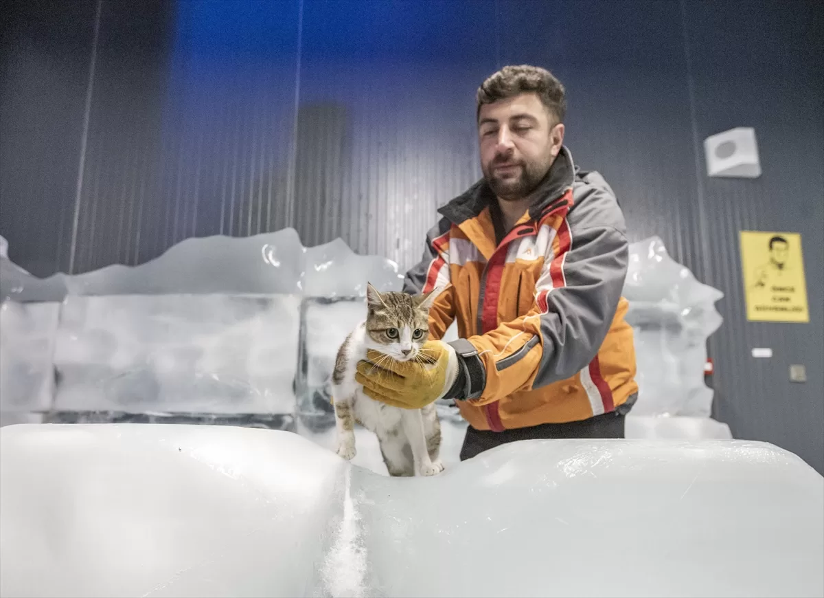 Kışın donmak üzereyken bulunan “Fındık” buz müzesinin maskotu oldu