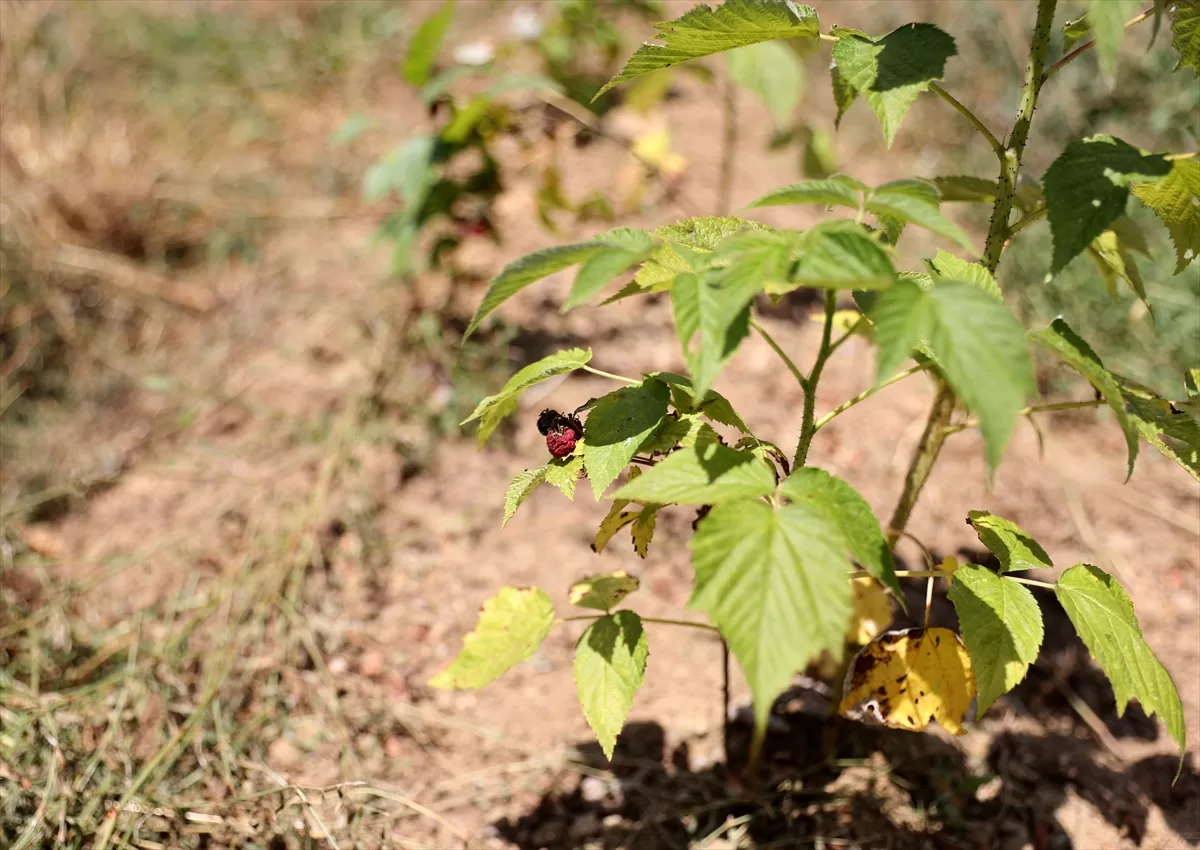 İSTANBUL (AA) – BİRİZ ÖZBAKIR – Tilya Ekolojik Sosyal Kooperatifi,