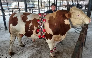 KÜTAHYA (AA) – Kütahya'da canlı hayvan pazarında satışa sunulan 1