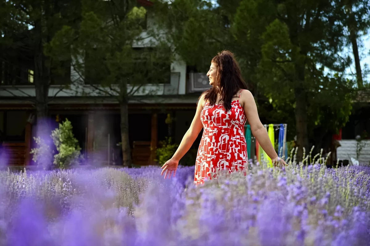 Lavanta tarlaları Safranbolu'nun turizm potansiyeline katkı sağlıyor