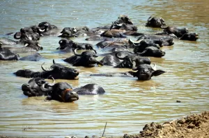 MUŞ (AA) – Muş'un Hasköy ilçesinde çobanlar, sıcak havadan bunalan