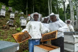 SAKARYA (AA) – Sakarya'nın Kocaali ilçesinde arıcıların, coğrafi işaretli "Çamdağı