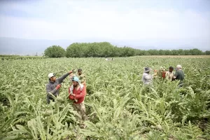SAKARYA (AA) – Sakarya'nın Pamukova ilçesinde enginar yetiştiriciliği yapan çiftçiler,