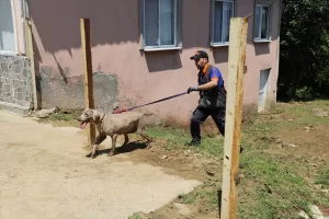 SAKARYA (AA) – Sakarya'nın Karasu ilçesinde kaybolan 70 yaşındaki kadının