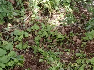 ANKARA (AA) – Şırnak'ın Bestler Dereler bölgesindeki arazi arama tarama