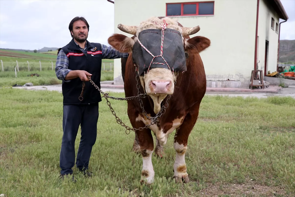 Sivas'ta ağırlığı 1 ton 600 kiloyu aşan kurbanlık boğa alıcısını bekliyor