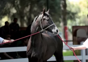 BURSA (AA) – Tarım İşletmeleri Genel Müdürlüğü (TİGEM) Anadolu Tarım
