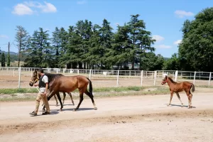 KOCAELİ (AA) – ŞAHİN OKTAY – Türkiye Jokey Kulübünün (TJK)