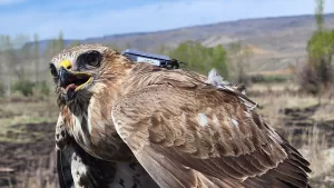 IĞDIR/KARS (AA) – HÜSEYİN YILDIZ/CÜNEYT ÇELİK – Kuzeydoğu Anadolu'da korunması