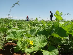 ŞANLIURFA (AA) – Şanlıurfa'nın Viranşehir ilçesinde yetişen, gelişme evrelerinde önce