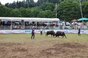 ARTVİN (AA) – Artvin'de 42'incisi düzenlenen "Kafkasör Kültür, Turizm ve
