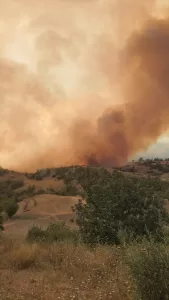 ADANA (AA) – Adana'nın merkez Sarıçam ilçesinde çıkan orman yangınına