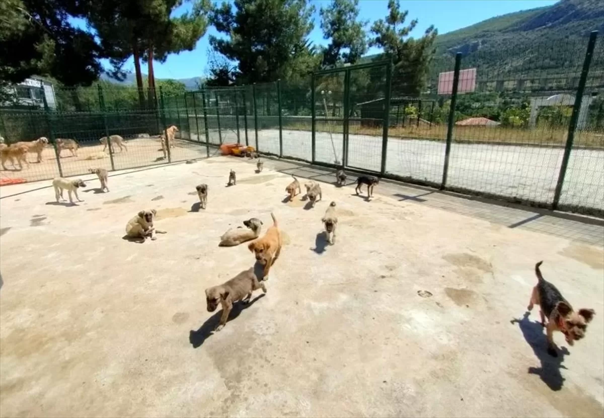Amasya'da kurulan tesiste hayvan hastanesi de oluşturuluyor