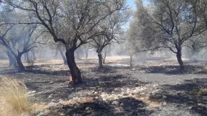 ANTALYA (AA) – Antalya'nın Kaş ilçesinde zeytinlik alanda çıkan yangına