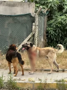 İSTANBUL (AA) – Ataşehir'de sokakta bir köpeğin saldırısına uğrayan kadın,
