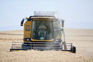 - "Bu yıl verim çok yüksek. Geçtiğimiz yılın neredeyse iki