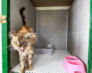 BİLECİK (AA) – Bilecik'in Osmaneli ilçesinde yaralı bulunan sahipsiz kedi