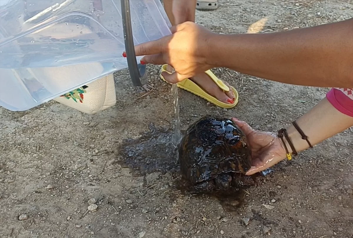 Bodrum'da makilik ve otluk alanda çıkan yangın söndürüldü