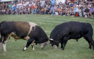 SARAYBOSNA (AA) – Bosna Hersek'in başkenti Saraybosna yakınlarındaki Cevljanovici köyünde