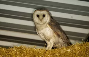 BURSA (AA) – Bursa'nın Karacabey ilçesindeki bir çiftliğin samanlığına yuva