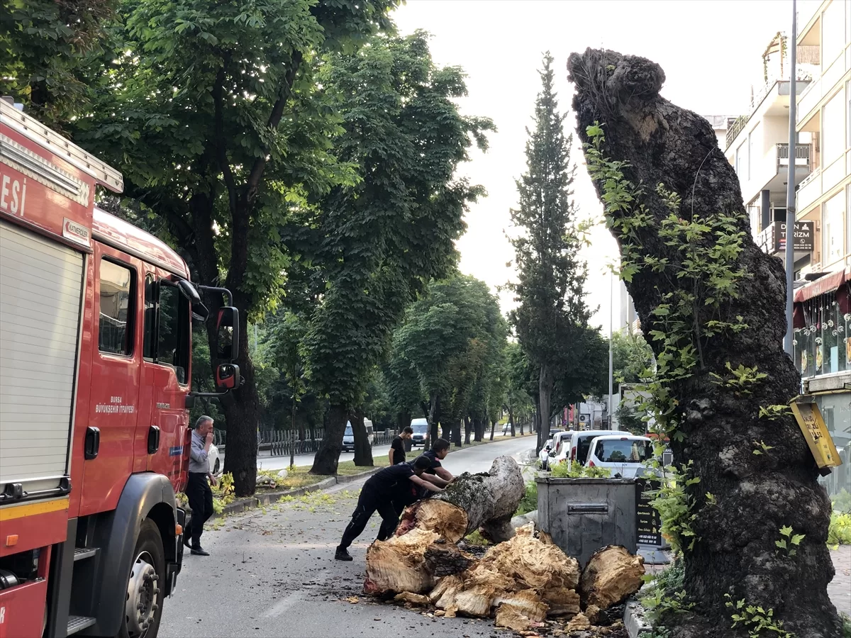 Bursa'da çınar ağacı yola devrildi