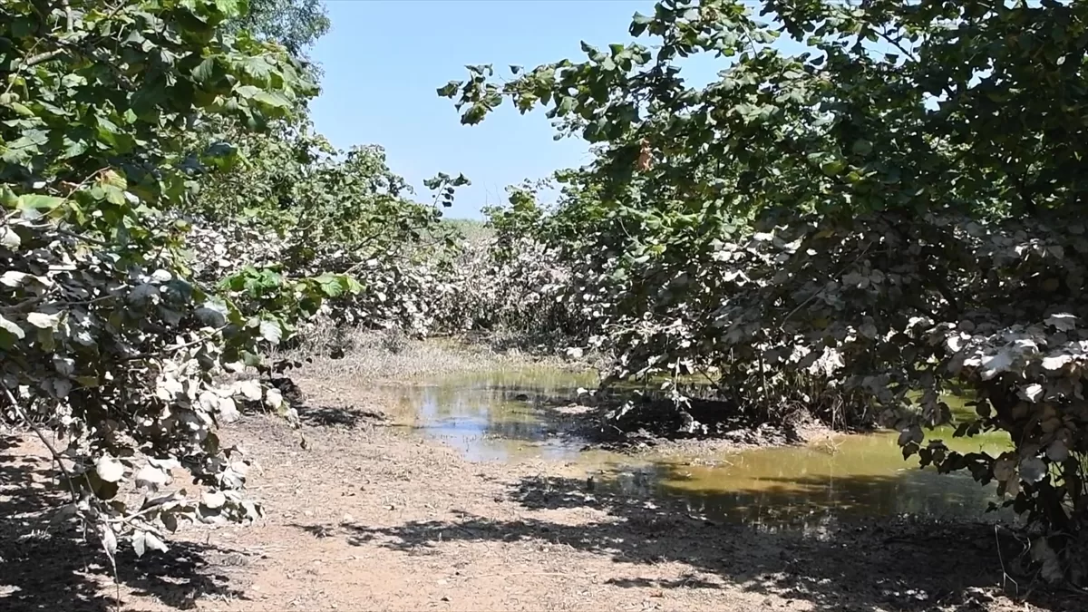 DÜZCE (AA) – Düzce'de yaşanan selde 14 bin 436 dekar