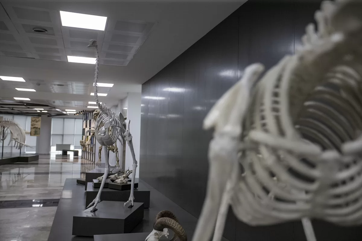 Erzurum'da kurulan Biyoçeşitlilik Bilim Müzesi'nde milyonlarca yıllık fosiller sergilenecek