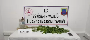 ESKİŞEHİR (AA) – Eskişehir'in Beylikova ilçesinde mezarlığa Hint keneviri ektiği