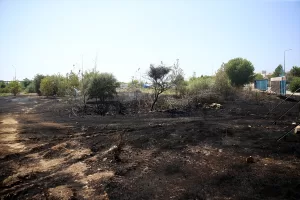 MUĞLA (AA) – Muğla'nın Fethiye ilçesinde otluk ve sazlık alanda