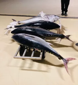 İSTANBUL (AA) – Beylikdüzü'ndeki Gürpınar Su Ürünleri Hali'nde İstanbul İl