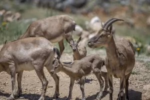 TUNCELİ (AA) – SİDAR CAN EREN – Tunceli'de sarp arazileri
