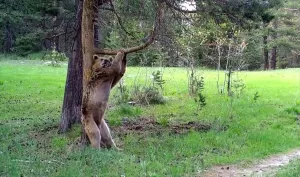 KARS (AA) – HÜSEYİN DEMİRCİ – Kars'ın Sarıkamış ilçesindeki ormanlarda