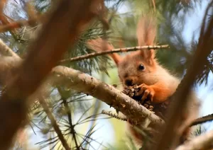 KARS (AA) – Kars'ın Sarıkamış ilçesinde sincap ve kızıl şahinler