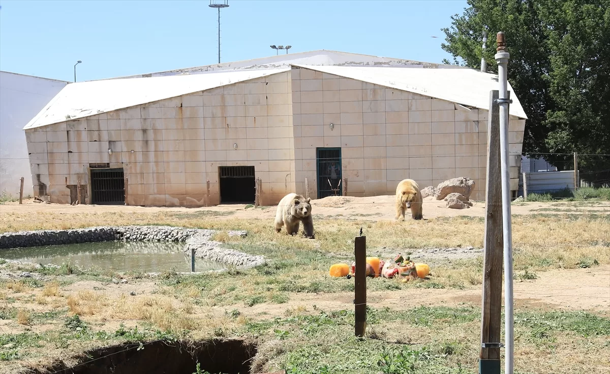 Kayseri'de hayvanat bahçesi sakinleri sıcak havada buzlu meyve kokteyli ile serinliyor