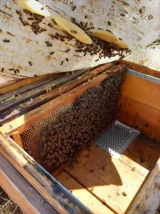 MALATYA (AA) – Kahramanmaraş merkezli depremlerden etkilenen Malatya'da, arıları zarar