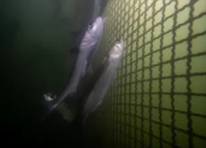 MUĞLA (AA) – DURMUŞ GENÇ-ÖMER KUNDAKÇI – Muğla'da Köyceğiz Gölü'nün