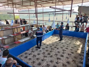 NİĞDE (AA) – Niğde'de horoz dövüştüren 71 kişi gözaltına alındı,