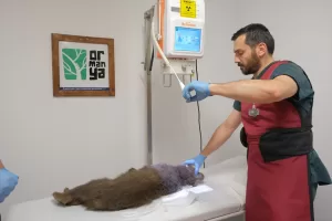 KOCAELİ (AA) – Yaralı halde bulunmasının ardından getirildiği Ormanya'da tedavi