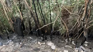 OSMANİYE (AA) – Osmaniye’nin Düziçi ilçesinde çıkan orman yangını söndürüldü.