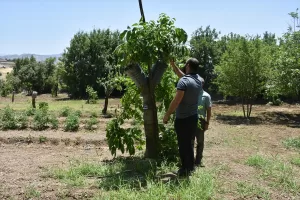 ŞIRNAK (AA) – Şırnak'ta verimin artırılması için ceviz ağaçlarına hibe