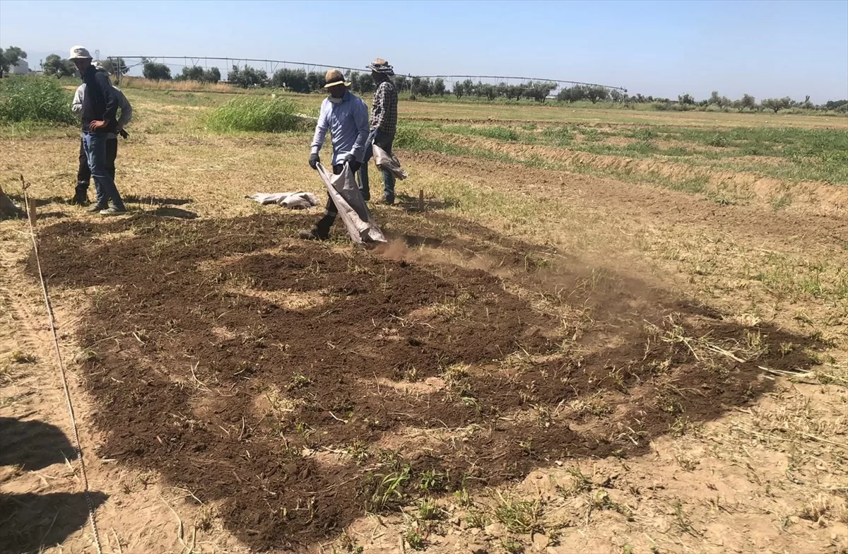 Tavuk gübresi ve zeytin budama atıkları komposta dönüştü, tarlada verim arttı