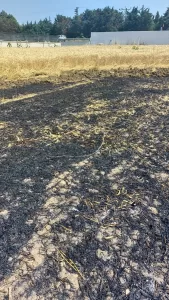 TEKİRDAĞ (AA) – Tekirdağ'ın Süleymanpaşa ilçesinde buğday ekili tarlada çıkan