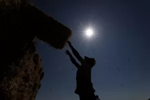 KIRKLARELİ (AA) – Türkiye'nin önemli tahıl üretim merkezlerinden Trakya'da, buğday