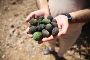 ANTALYA (AA) – MUSTAFA KURT – Antalya'nın Alanya ilçesinde üreticiler,