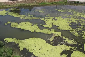 EDİRNE (AA) – Edirne'den geçen Tunca Nehri'ne atılan çöpler nehir